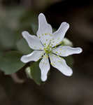 Rue anemone <BR>Windflower